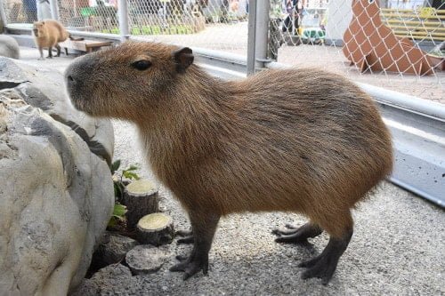 Capybara for sale
