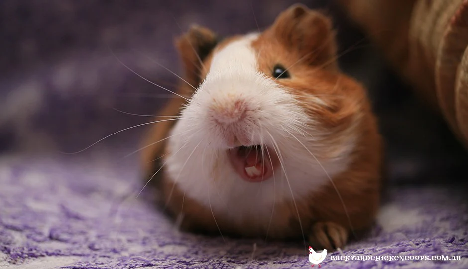 why do guinea pigs squeak