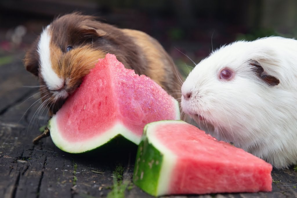 Guinea Pig Diet